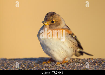 Bergfink (Fringilla montifringilla), jungen Mann auf den Boden, Deutschland Stockfoto