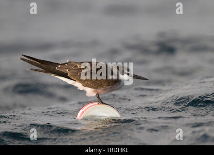 Gezügelte tern (Sterna anaethetus antarcticus, Onychoprion anaethetus antarcticus), sitzend auf einem können im Meer, Oman Stockfoto