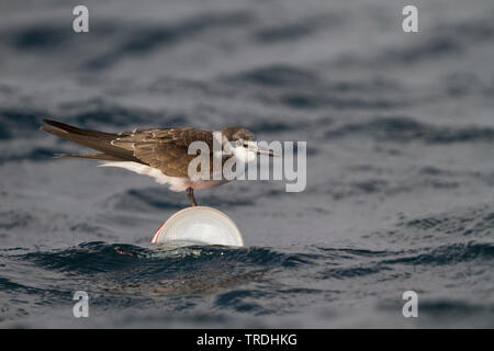 Gezügelte tern (Sterna anaethetus antarcticus, Onychoprion anaethetus antarcticus), sitzend auf einem können im Meer, Oman Stockfoto