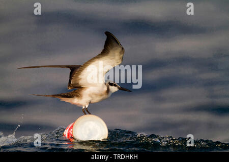 Gezügelte tern (Sterna anaethetus antarcticus, Onychoprion anaethetus antarcticus), Balancieren auf einem können im Meer, Oman Stockfoto