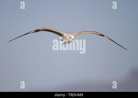 Caspian Gull (Larus cachinnans, Larus cachinnans cachinnans), im Flug, Österreich Stockfoto