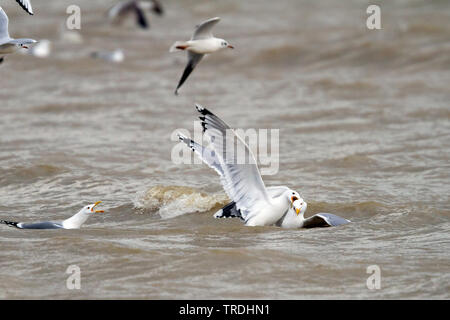 Caspian Gull (Larus cachinnans, Larus cachinnans cachinnans), erwachsene Beißen eines Gelb-legged Gull, Deutschland Stockfoto