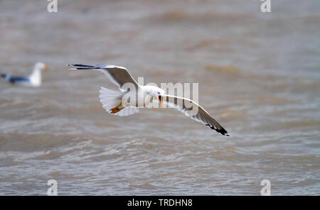 Caspian Gull (Larus cachinnans, Larus cachinnans cachinnans), Aufruf im Flug über den Ozean, Deutschland Stockfoto