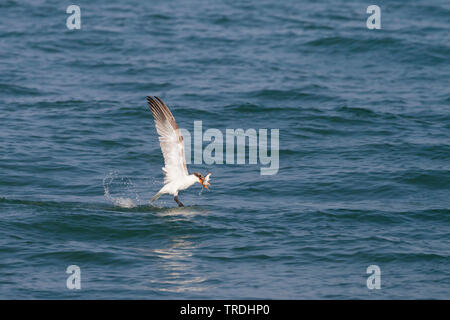 (Hydroprogne caspia Raubseeschwalbe, Sterna Caspia), die Jagd auf das Meer, einen Fisch gefangen, Oman Stockfoto