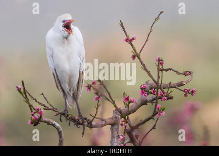 Kuhreiher, buff-backed Heron (Ardeola ibis, Bubulcus ibis), erwachsene Zucht Gefieder, Marokko Stockfoto