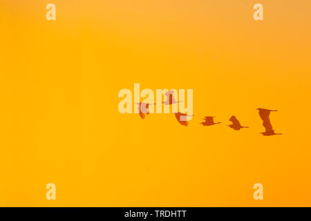 Kuhreiher, buff-backed Heron (Ardeola ibis, Bubulcus ibis), Fliegende Gruppe, Frankreich Stockfoto