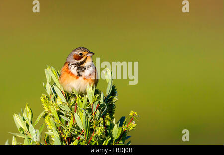 Grau - hooded Bunting (Emberiza fucata), male auf einem Busch, Russland Stockfoto