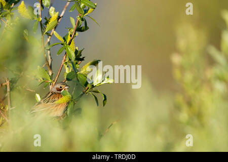 Grau - hooded Bunting (Emberiza fucata), male auf einem Busch, Russland Stockfoto