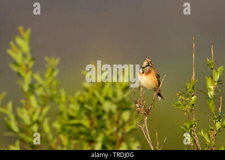 Grau - hooded Bunting (Emberiza fucata), männlicher Gesang auf einem Busch, Russland, Baikalsee Stockfoto