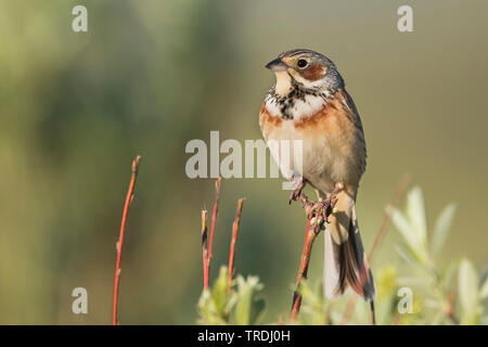 Grau - hooded Bunting (Emberiza fucata), male auf einem Busch, Russland Stockfoto