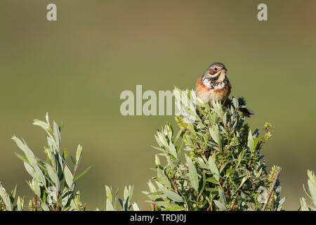 Grau - hooded Bunting (Emberiza fucata), male auf einem Busch, Russland Stockfoto