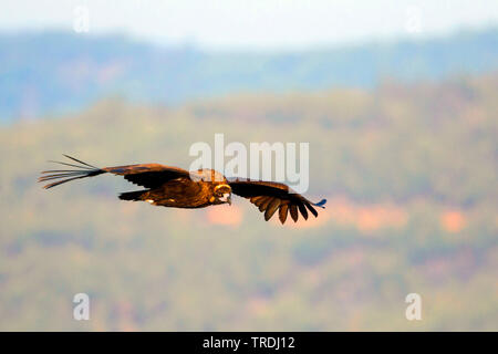 Cinereous Geier (Aegypius monachus), im Flug, Spanien Stockfoto