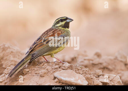 Cirl Bunting (Emberiza cirlus), erwachsenen männlichen, Marokko Stockfoto