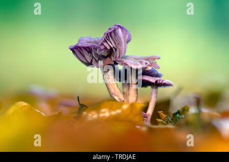 Amethyst deceiver (Laccaria amethystea, Laccaria amethystina), Fruchtkörper, Seitenansicht, Niederlande Stockfoto