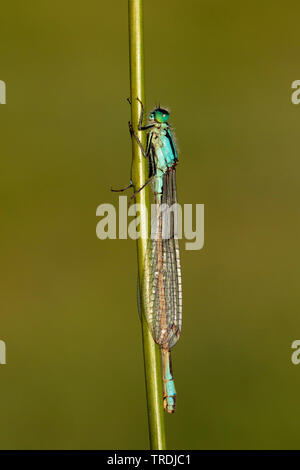 Gemeinsame ischnura, Blue-tailed damselfly (Ischnura elegans), männlich ruht auf Gras, Niederlande Stockfoto