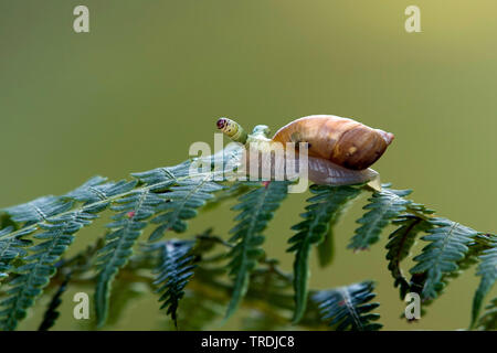 Faule gelbe Schnecke, Große gelbe Schnecke, Europäischen ambersnail (Succinea putris), mit einem Wurm infiziert, Leucochloridium paradoxum, Niederlande, Utrecht Stockfoto