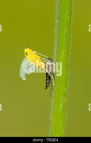 Groene cicade; Grün; Leafhoppers Cicadella viridis (Cicadella viridis), Schraffuren, Niederlande Stockfoto