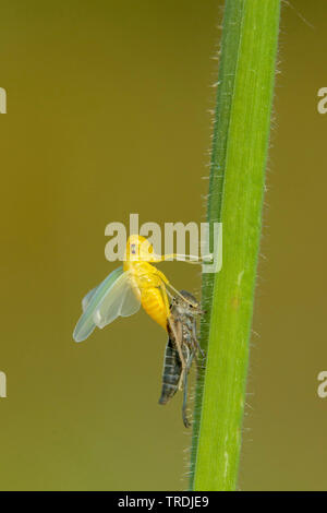 Groene cicade; Grün; Leafhoppers Cicadella viridis (Cicadella viridis), Schraffuren, Niederlande Stockfoto