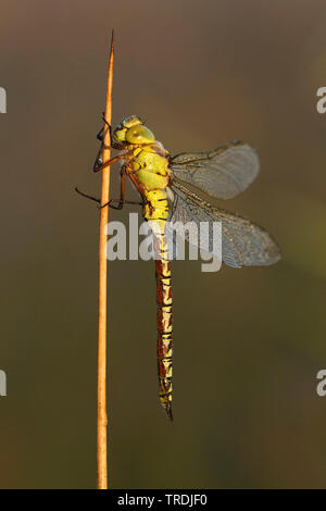 Grüne Hawker (Aeshna viridis, Aeschna viridis), bedeckt mit Tau, Niederlande, Utrecht Stockfoto