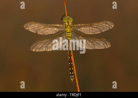 Grüne Hawker (Aeshna viridis, Aeschna viridis), bedeckt mit Tau, Niederlande Stockfoto