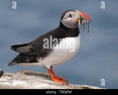 Papageitaucher, gemeinsame Papageitaucher (Fratercula arctica), hocken auf einem Felsen mit Schnabel voll von Sandaal, Vereinigtes Königreich, England Stockfoto