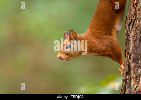 Europäische Eichhörnchen, Eurasischen Eichhörnchen (Sciurus vulgaris), weibliche Klettern einen Baum, Niederlande Stockfoto