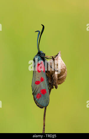 Six-spot Burnet (Zygaena Filipendulae, Anthrocera filipendulae), sitzend auf Rattle, Niederlande Stockfoto