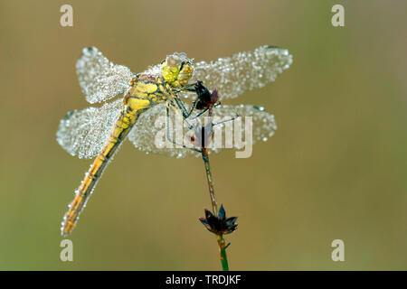 Vagrant aeshna, Vagrant darter (Sympetrum vulgatum), weibliche Tau, Niederlande Stockfoto