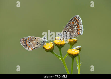 Chalkhill blue, Kreide - Hill Blau (Lysandra coridon, Polyommatus coridon, Meleageria coridon), auf Blumen, Deutschland, Eifel Stockfoto