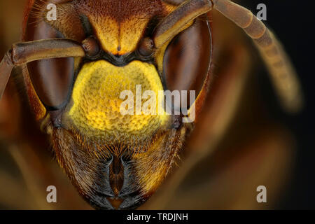 Hornet, brown Hornet, Europäische Hornisse (Vespa crabro), Leiter einer Hornet, Makroaufnahme, x2, Deutschland Stockfoto