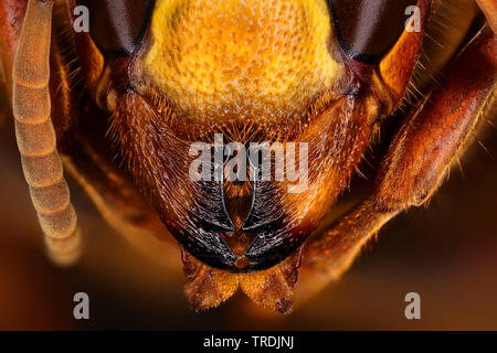 Hornet, brown Hornet, Europäische Hornisse (Vespa crabro), Leiter einer Hornet, Makroaufnahme, x4, Deutschland Stockfoto