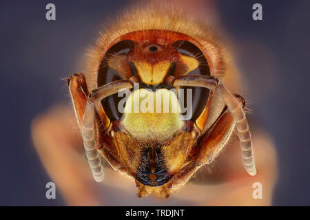 Hornet, brown Hornet, Europäische Hornisse (Vespa crabro), Leiter einer Hornet, Makroaufnahme, x1, Deutschland Stockfoto