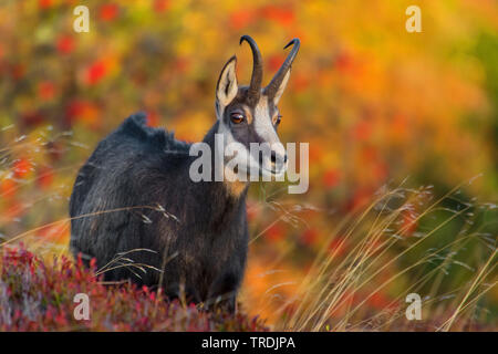 Gemse (Rupicapra rupicapra), mit herbstlichen Hintergrund, Frankreich, Vogesen Stockfoto