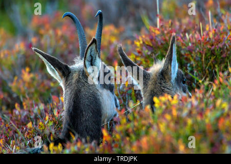 Gemse (Rupicapra rupicapra), weibliche Gämse und fawn im Herbst europäischen Blaubeeren, Frankreich, Vogesen, Hohneck Stockfoto