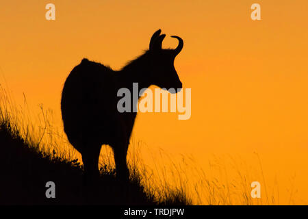 Gemse (Rupicapra rupicapra) in Rot Himmel am Morgen stehend an einer Kante des Grases, Frankreich, Vogesen, Hohneck Stockfoto