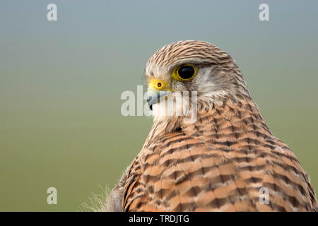 Europäische Kestrel, Eurasischen Kestrel, Alte Welt Kestrel, Turmfalke (Falco tinnunculus), weiblich, Niederlande Stockfoto