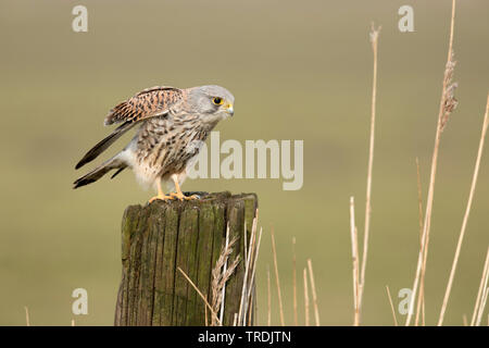 Europäische Kestrel, Eurasischen Kestrel, Alte Welt Kestrel, Turmfalke (Falco tinnunculus), männlich Sitzen auf einem Post, Niederlande Stockfoto