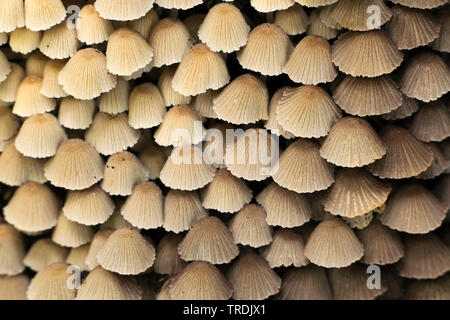 Märchen (inkcap Coprinellus disseminatus, coprinus Disseminatus), Fruchtkörper, Niederlande, Zeeland Stockfoto