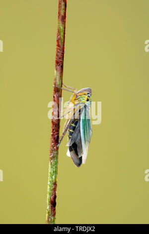 Groene Cicade; Grün, Leafhoppers Cicadella viridis (Cicadella viridis, Tettigella viridis), zu einem Rush, Niederlande, Utrecht Stockfoto