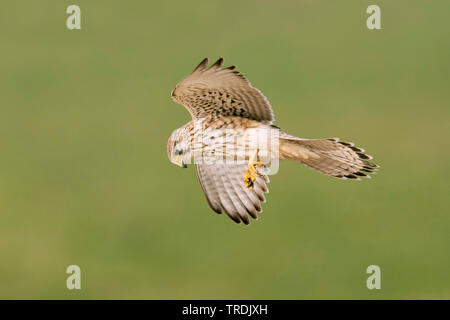 Europäische Kestrel, Eurasischen Kestrel, Alte Welt Kestrel, Turmfalke (Falco tinnunculus), weibliche Jagd, Niederlande Stockfoto