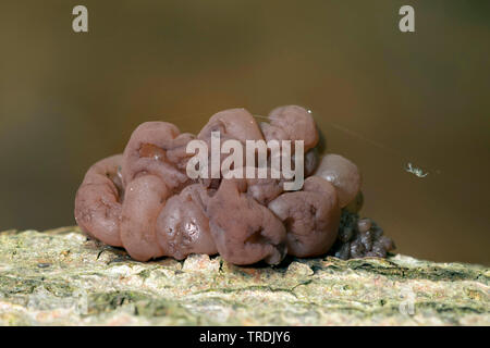 Brain-lile Jelly-Disc (Ascotremella faginea), die auf Totholz, Niederlande, Utrecht Stockfoto