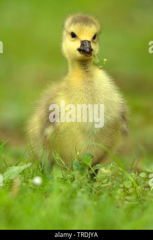 Kanadagans (Branta canadensis), Essen gosling in einer Wiese, Deutschland, Nordrhein-Westfalen Stockfoto