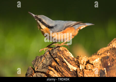 Eurasischen Kleiber (Sitta europaea), hocken auf Totholz, Deutschland, Nordrhein-Westfalen Stockfoto