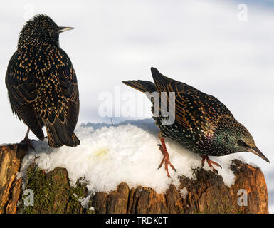 Gemeinsame Star (Sturnus vulgaris), zwei Stare auf ein schneebedeckter Baum Stub, Deutschland, Nordrhein-Westfalen Stockfoto