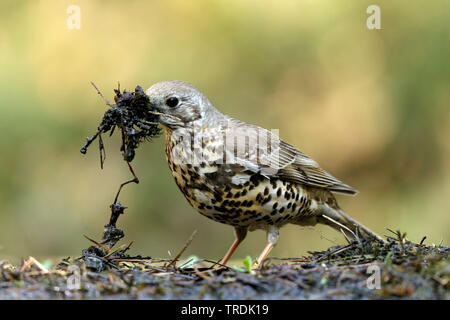 (Turdus viscivorus mistle Thrush), mit Nistmaterial in der Rechnung, Niederlande Stockfoto