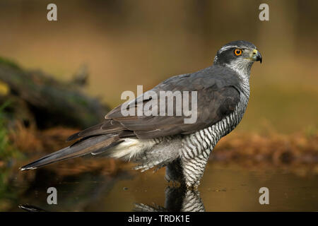 Northern Habicht (Accipiter gentilis), im flachen Wasser stehend, Niederlande Stockfoto