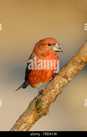 Parrot gegenwechsel (Loxia pytyopsittacus), männlich hocken auf einem Zweig, Niederlande Stockfoto