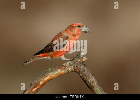 Parrot gegenwechsel (Loxia pytyopsittacus), männlich hocken auf einem Zweig, Niederlande Stockfoto