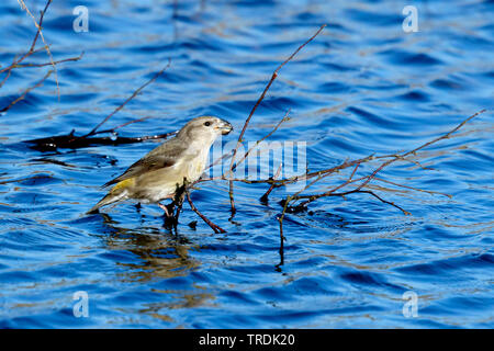 Parrot gegenwechsel (Loxia pytyopsittacus), weibliche Sitzstangen auf einem Zweig in der Wasser- und Trinken, Niederlande Stockfoto