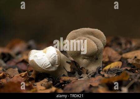 Pistill puffball (Calvatia excipuliformis, Calvatia saccata), auf Waldboden, Niederlande, Utrecht Stockfoto
